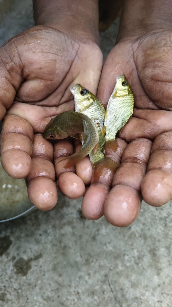 A worker tending to plants in a large-scale hydroponics farm.
