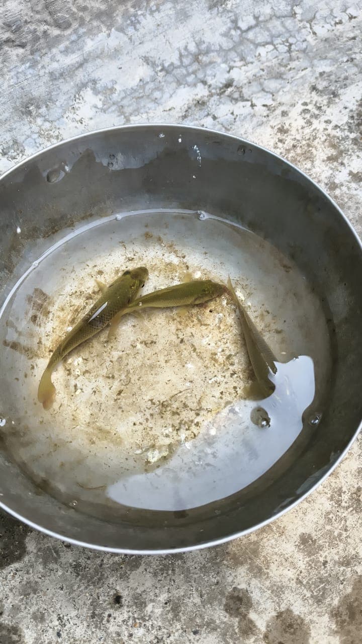 Rows of fresh lettuce growing in a vertical farm.